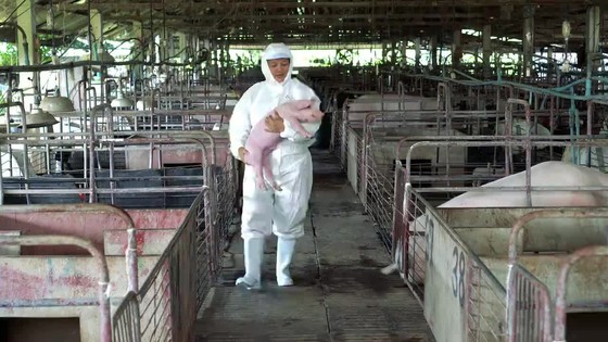 兽头素材在牲畜饲养中的多重价值与应用路径
