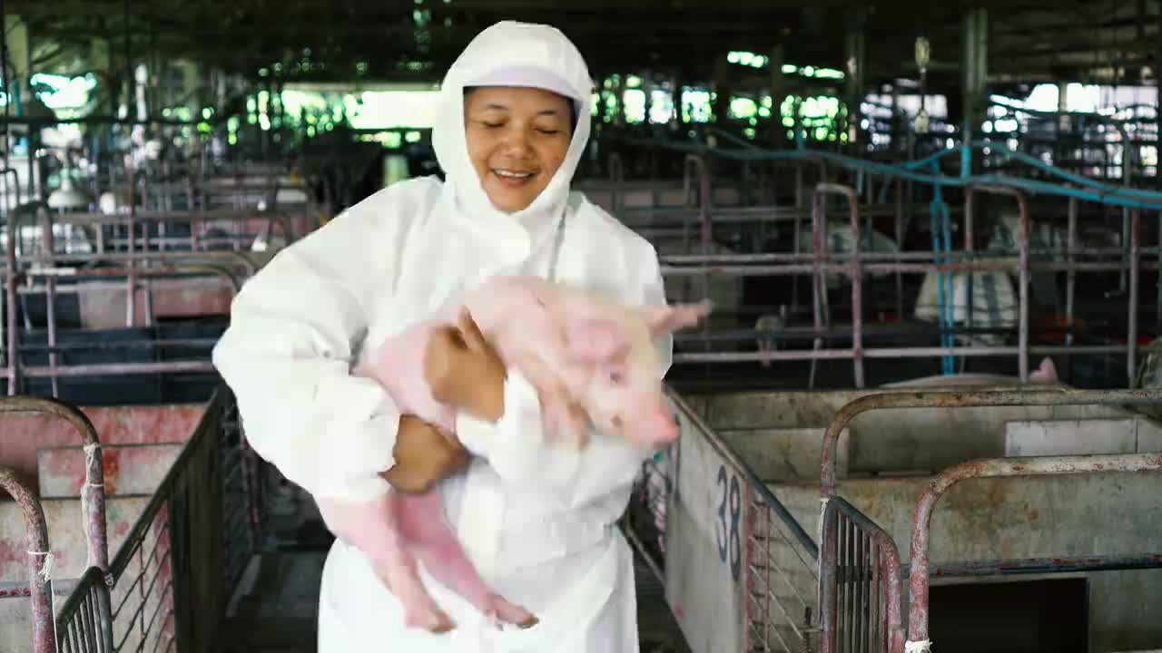 家猪饲养实用指南 从科学选种到日常管理